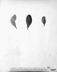 Sclerotium carneolum image